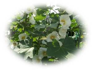 ホリホック 　白　40粒　立葵　たちあおい 5年自家採取　花が大好き