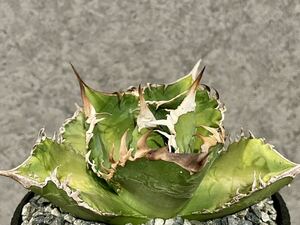 Agave titanota EU株 ブツブツ ノーネーム FRNN-01 アガベ チタノタ studs type 