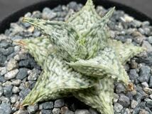 Aloe hybrid Extra white type 特白タイプ アロエ ハイブリッド 発根活着済_画像8