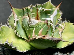 Agave titanota no name ブツブツ FRNN-01 アガベ チタノタ studs type 中株