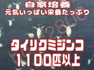 元気いっぱい栄養たっぷりタイリクミジンコ約１１００匹以上　活ミジンコ　めだか等のエサに