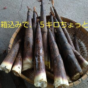 熊本県産　真竹　　タケノコ　筍　たけのこ　箱込みで5キロちょっと
