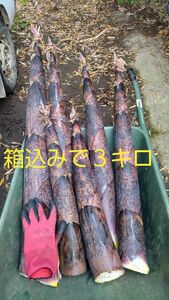 熊本県より　真竹　メンマ加工も可能。　箱込みで３キロ タケノコ 　筍　 たけのこ