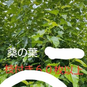 送料無料　熊本県 　無農薬　桑の葉　今年の新枝付き６０枚以上　柔らかい先端の新芽