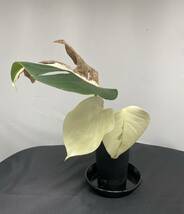 ★モンステラ ボルシギアナ 斑入り★Monstera Borsigiana Albo Variegated★フィロデンドロン★アンスリウム★1円スタート★フルムーン_画像1