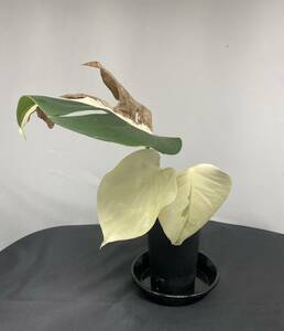 ★モンステラ ボルシギアナ 斑入り★Monstera Borsigiana Albo Variegated★フィロデンドロン★アンスリウム★1円スタート★フルムーン