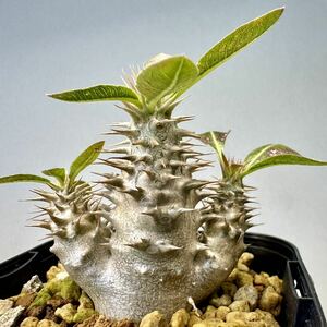 実生 ブレビカリックス Pachypodium densiflorum var. brevicalyx パキポディウム デンシフローラム 塊根植物 グラキリス