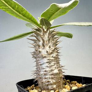 実生 デンシフローラム Pachypodium densiflorum パキポディウム コーデックス 塊根植物 多肉植物