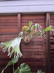 P. SS Foong original stock dividing 3/ staghorn fern . stock f-n