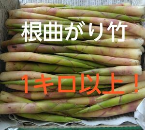 竹の子　タケノコ　根まがり竹　1キロ以上　山菜
