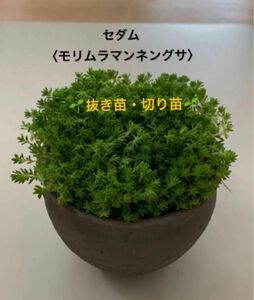 セダム【モリムラマンネングサ・抜き苗・切り苗】グランドカバー　雑草・乾燥対策　緑化　芝生　ローメンテ　グリーンカーペット　多肉