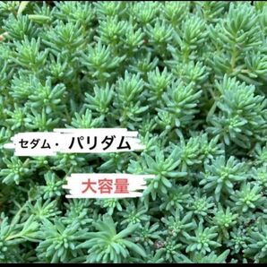 セダム【パリダム・大容量 】抜き苗　切り苗　グランドカバー　雑草・乾燥対策　緑化　芝生　ローメンテ　グリーンカーペット　多肉