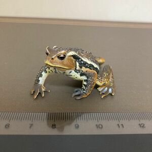 原色両生類カエル図鑑　アズマヒキガエル