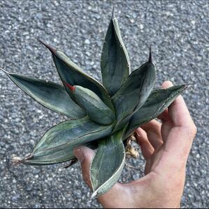 hp 1 agave Shark bite Shark s gold . entering osp rearing stock w approximately 19cm