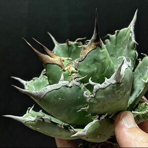 hp 20 agave chitanotafo76 osp rearing stock w approximately 13cm