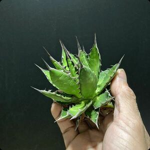 hp 91 agave Hori daosp rearing stock w approximately 10cm