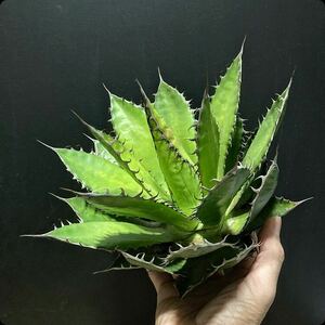 hp 3 agave Hori daosp rearing stock w approximately 26cm