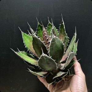 hp 14 agave Hori daosp rearing stock w approximately 16cm