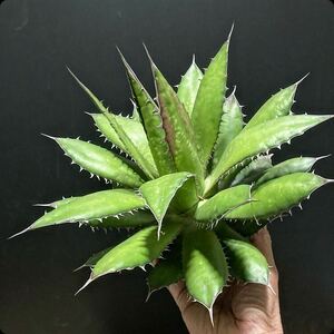 hp 73 agave Hori daosp rearing stock w approximately 30cm