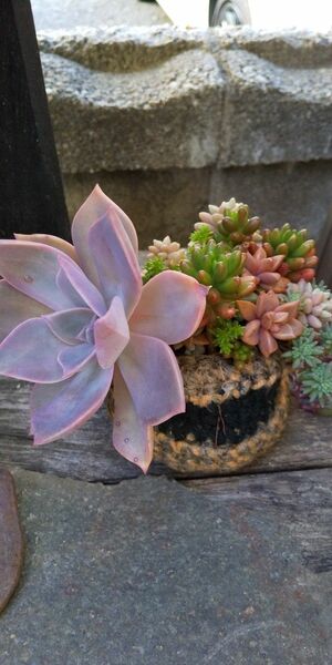 多肉植物 麻かごのカラフルな寄せ植え