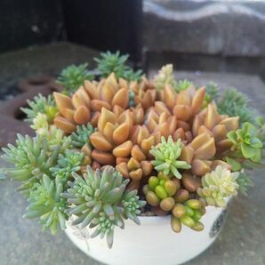 多肉植物 ブロンズ姫の寄せ植え