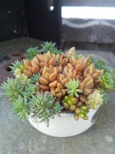 多肉植物 ブロンズ姫の寄せ植え