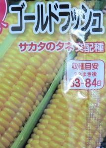 種★トウモロコシ 「ゴールドラッシュ」 12粒☆同梱可☆