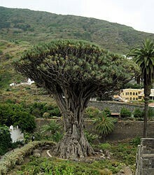 [ семена ] драцена * гонг koDracaena Draco дракон .. семена 10 шарик [ бесплатная доставка ]