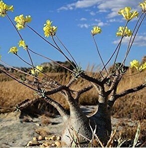 【種子】パキポディウム・グラキリス Pachypodium rosulatum var. gracilius　種子50粒【送料無料】