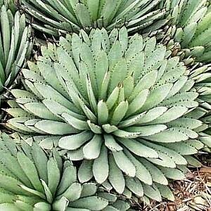 [ seeds ] agave * macro a can saAgave macroacantha seeds 50 bead [ free shipping ]