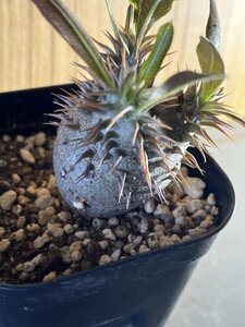 【実生】パキポディウム・ロスラーツム2　Pachypodium rosulatum 【送料無料】