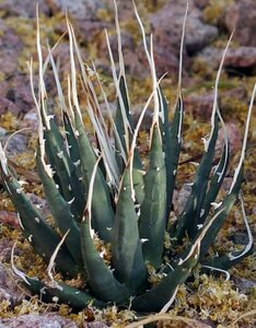 [ seeds ] agave yutahensis*e Boris pinaagave utahensis eborispina seeds 20 bead [ free shipping ]