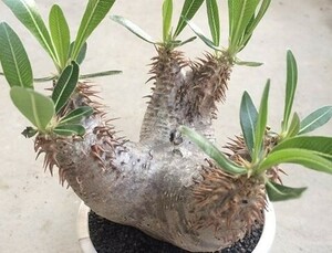 【種子】パキポディウム・ホロンベンセ Pachypodium horombense　種子20粒【送料無料】