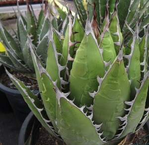 【種子】アガべ 　パープソラム agave purpusorum 種子20粒【送料無料】