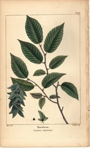 1850年代　アンティークボタニカルアート　北米樹木誌　シデ　葉っぱ_画像1