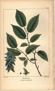 1850年代　アンティークボタニカルアート　北米樹木誌　シデ　葉っぱ