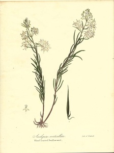 1840年代　アンティークボタニカルアート　ニューヨーク植物誌　トウワタ　野草　ワイルドフラワー　野の花
