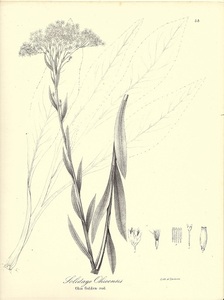 1840年代　アンティークボタニカルアート　ニューヨーク植物誌　アキノキリンソウ属　野草　ワイルドフラワー　野の花