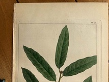 1850年代　アンティークボタニカルアート　北米樹木誌　アップランドウィロ－オーク　ドングリ　どんぐり　葉っぱ_画像3