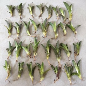 [. dragon .]13 agave chitanota.. large white .agave jewel excellent ... selection . stock 30 stock melik long stock 