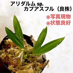 ◆アリダルム sp.カプアスフル #植物さかな屋　#パルダリウム　#熱帯植物