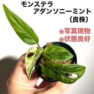 ◆モンステラアダンソニーミントMonsteraマドカズラ #植物さかな屋 Monstera アダンソニー 斑入り