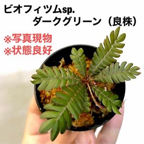 ◆ビオフィツムsp.ダークグリーンタイプ #植物さかな屋　#パルダリウム