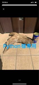 Python様専用流木