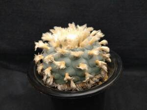  cactus rofofola(ro ho ho la).. feather sphere 