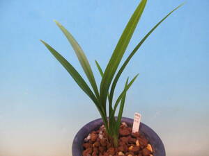  холод орхидея ( регулировка товар -. корень .. коричневый bo).-100
