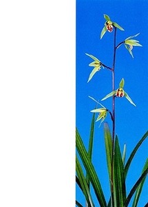  холод орхидея ( регулировка товар -....).-45