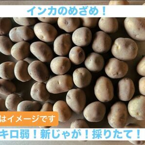 インカのめざめ！採りたて！新じゃが！