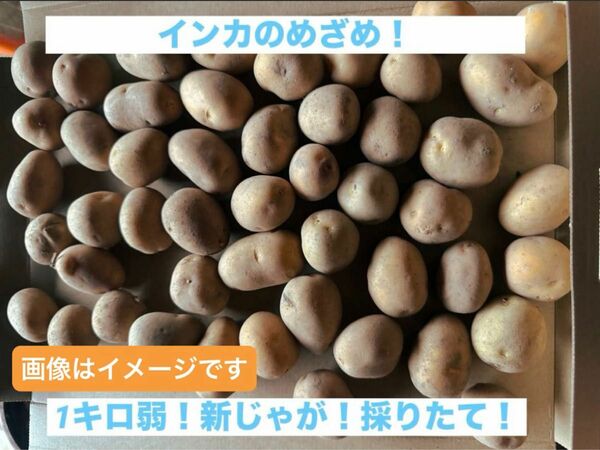 インカのめざめ！採りたて！新じゃが！