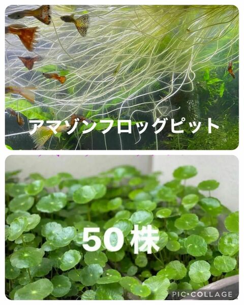 水草2種セット　アマゾンフロッグピット　ウォーターマッシュルー